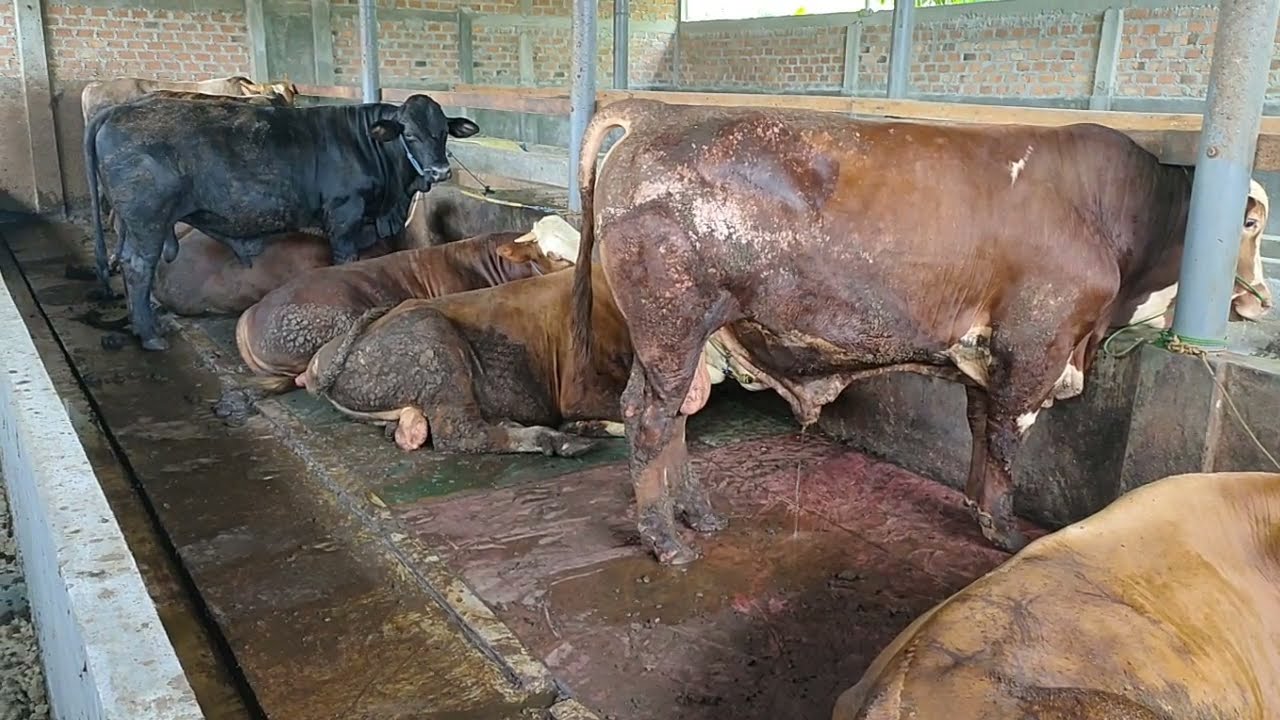 cara mengatasi limbah air kencing sapi