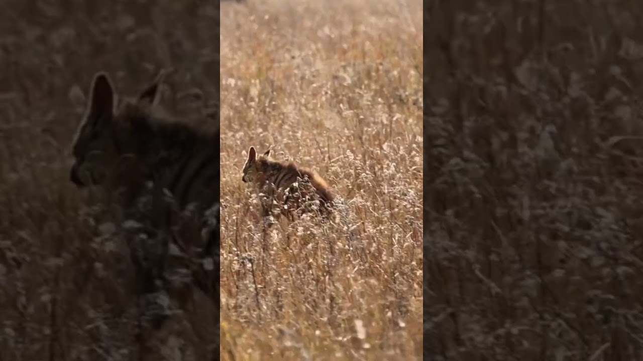 #aardwolf #like #live #film #video #thisisafrica
