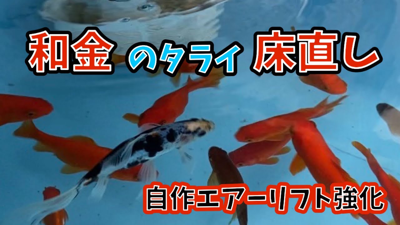 【金魚】屋外和金の床直しと自作エアーリフト強化#金魚 #金魚飼育 #和金 #朱文金
