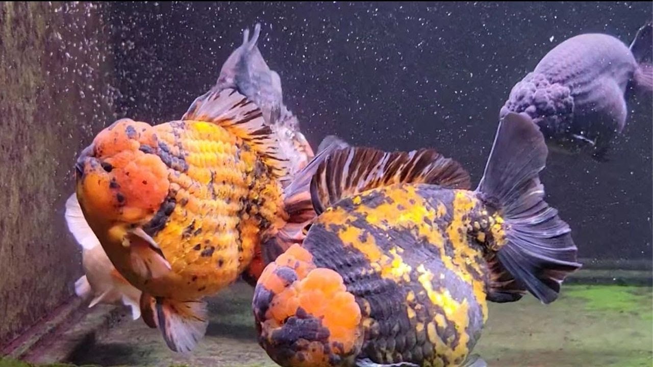 Beautiful goldfish