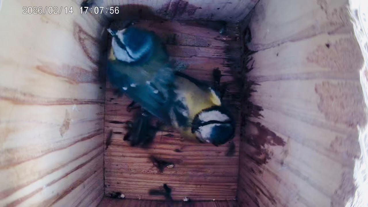 Blue tits fighting over nest box 