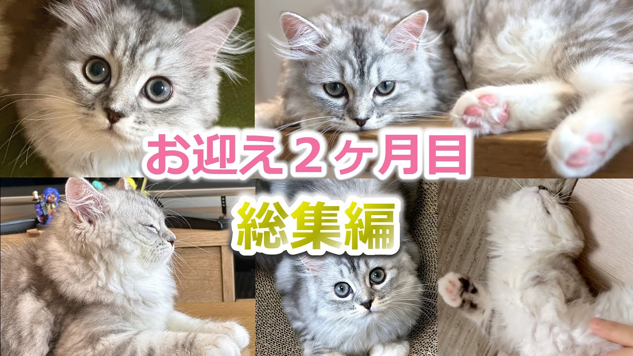 【総集編】ミヌエット子猫をお迎え２か月目の成長記録がかわいい！