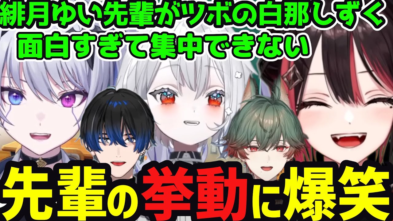 【面白まとめ】緋月ゆい先輩がツボの白那しずく【白那しずく切り抜き】