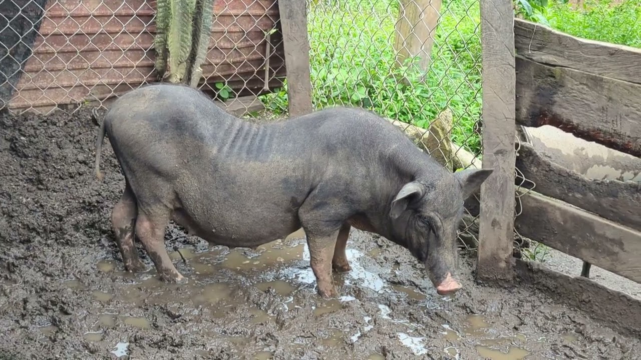 pig get milk for chrildren