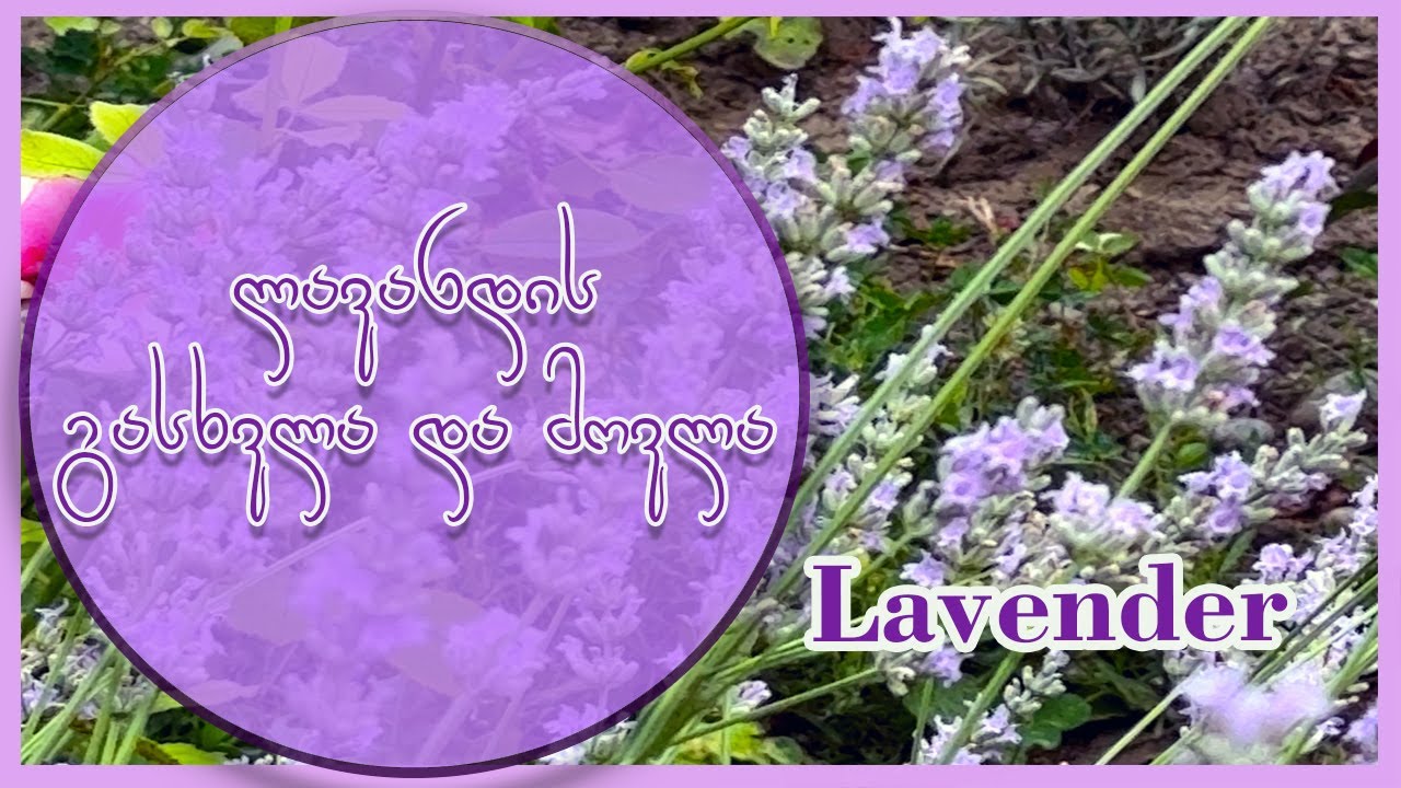 ლავანდის გასხვლა , ლავანდის ბუჩქის ფორმირება,  ლავანდის ყვავილის გაშრობა და გამოყენება