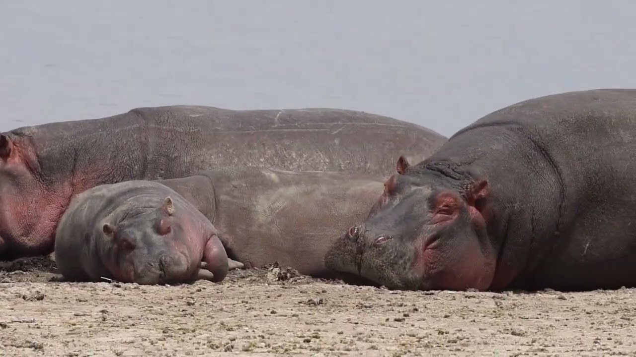 Amboseli  2024