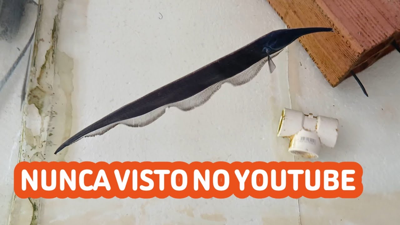 VISITEI A EXPORTADORA DE PEIXES E VI CADA COISA RARA