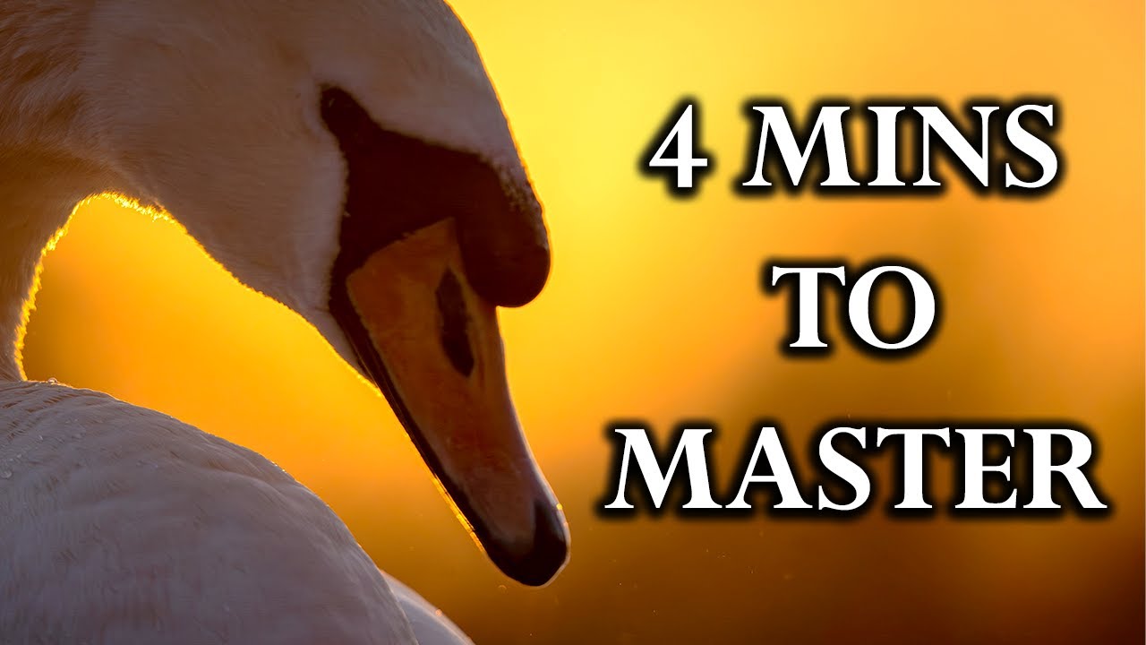 Backlighting for Beginners: 5 Easy Wildlife Photography Tips