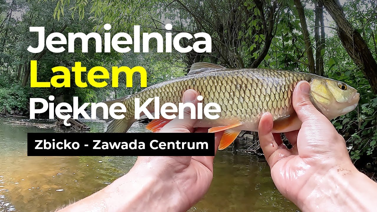 Lekki Spining Latem Na Rzece Jemielnica I Piękne Klenie (Zbicko-Zawada Centrum)