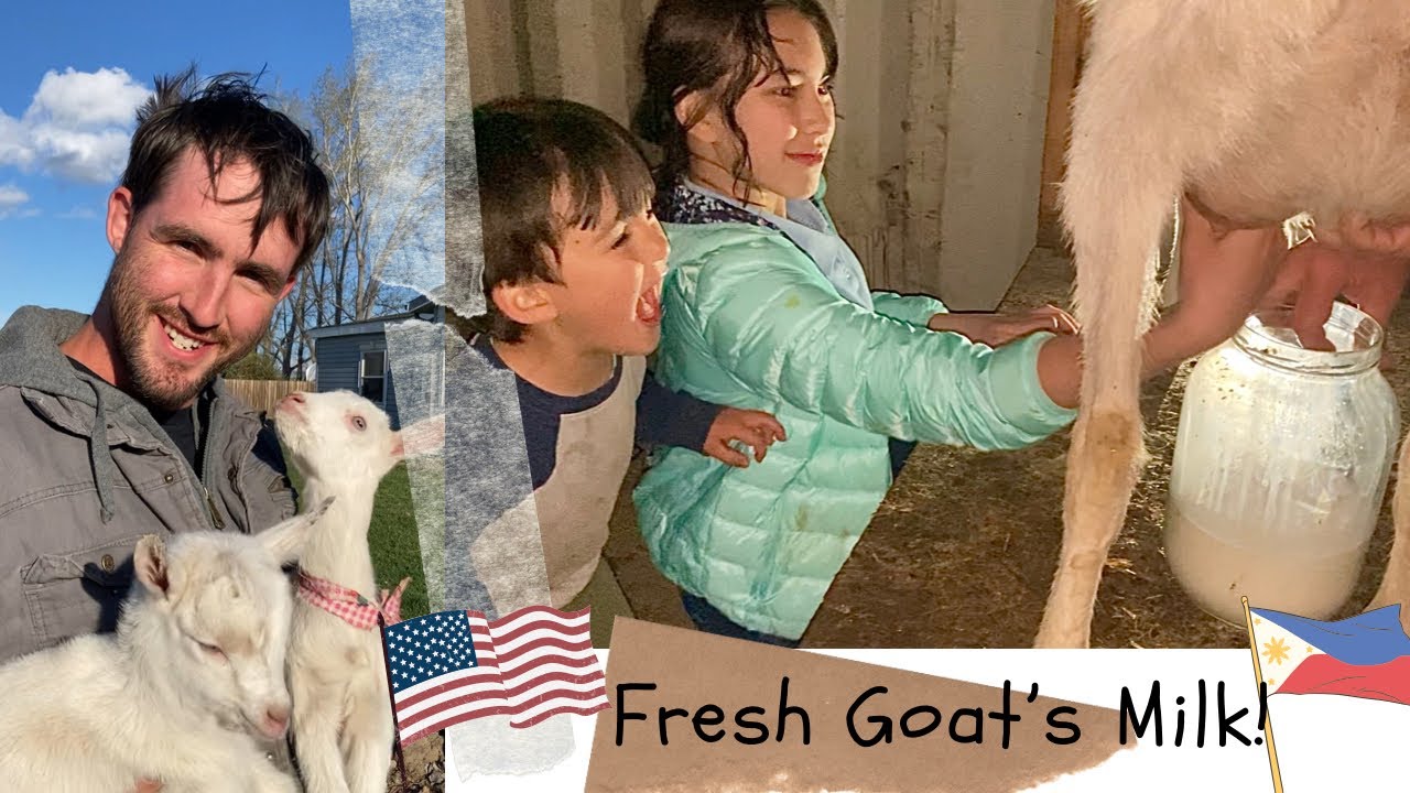BABY GOATS! MILKING OUR SAANEN GOATS🐐| Homestead Vlog | Fil-Am Family 🇵🇭🇺🇸