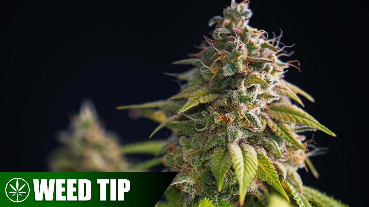 Cannabis Late Flowering Stage Q&A