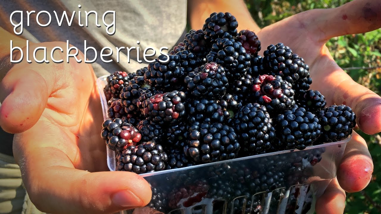 Growing Blackberries
