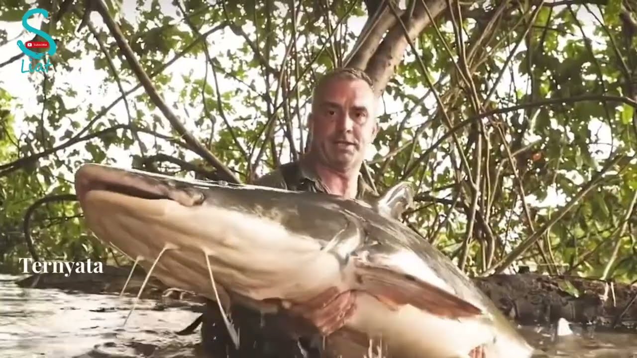 Petualangan Memancing Ikan Raksasa di Sungai Amazon
