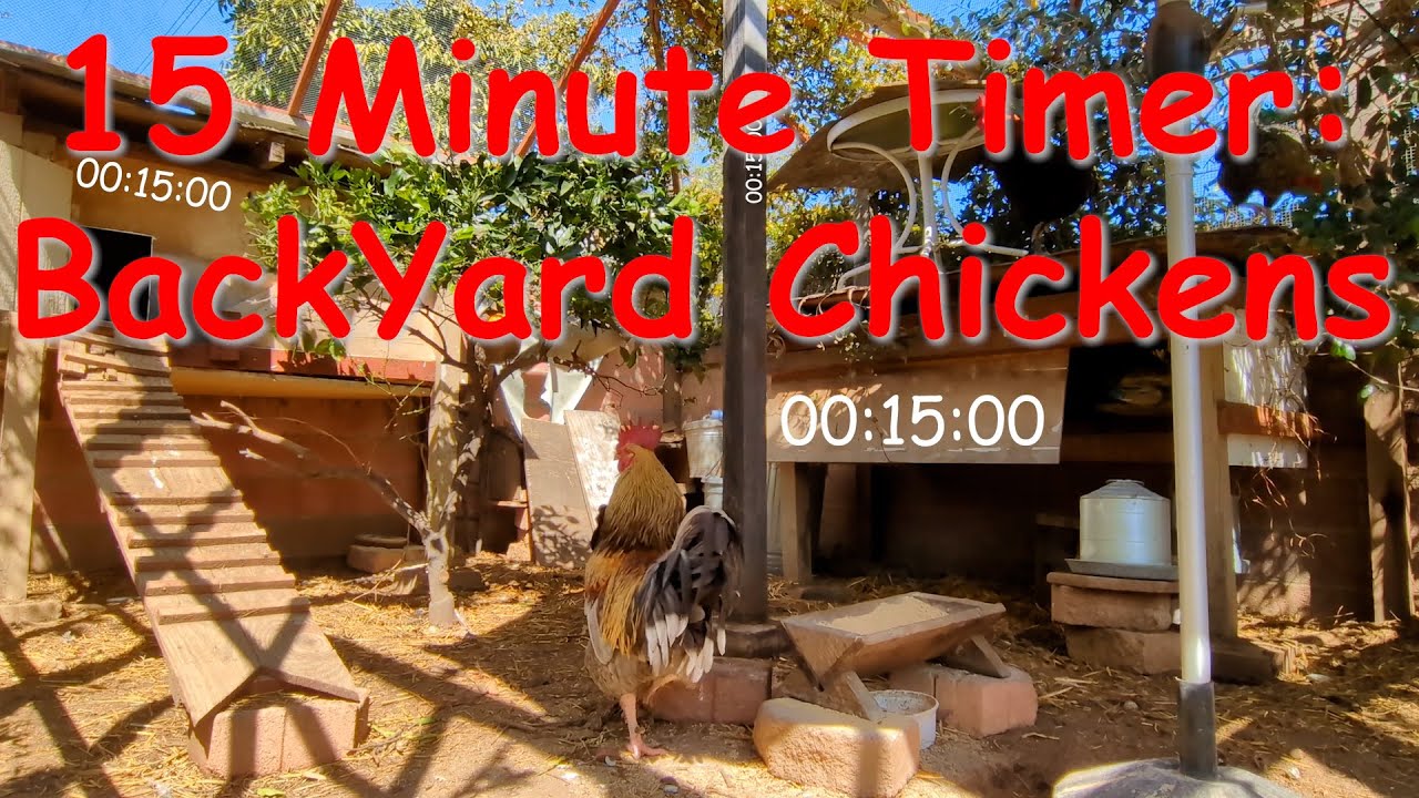 15 Minute Timer: BackYard Chicken