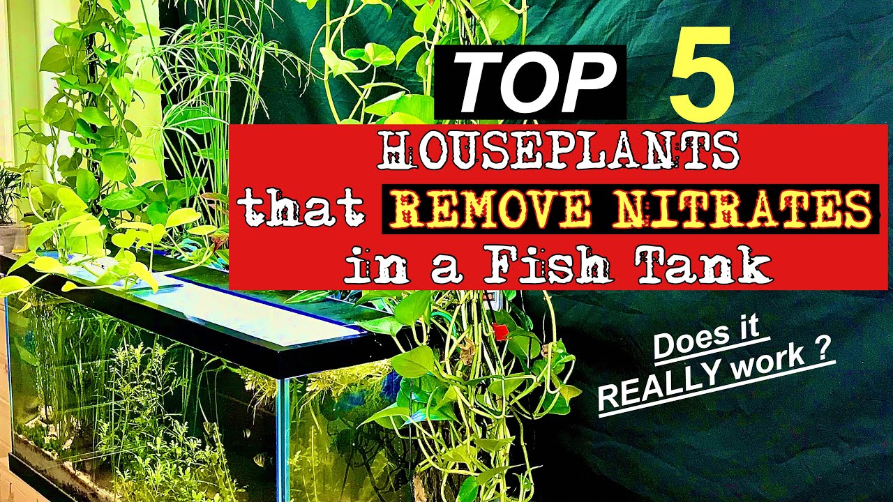 Top 5 🪴HOUSEPLANTS 🪴that Remove Nitrates in a Fish Tank 🐟