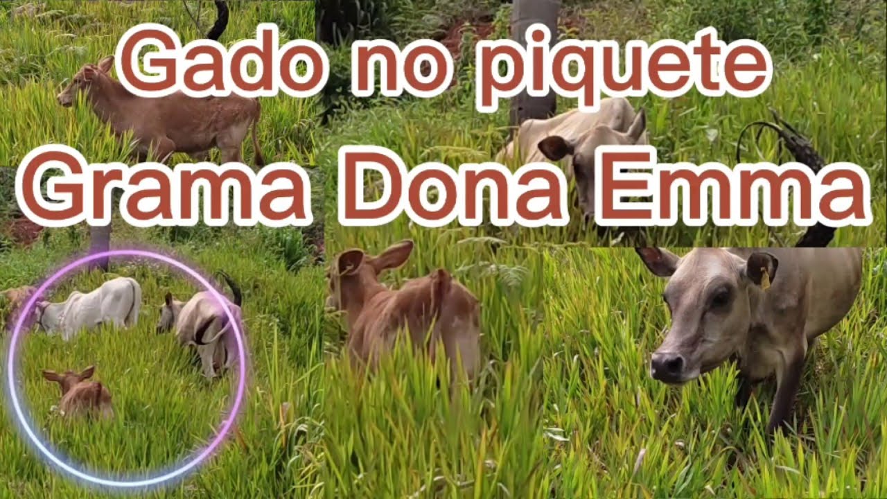 pastagem de grama Dona Emma, levei o gado pro piquete!