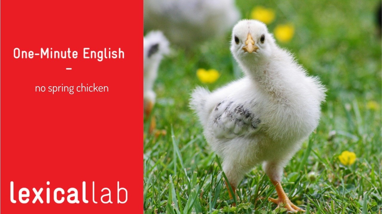 ONE-MINUTE ENGLISH: no spring chicken LEARN WITH LEXICAL LAB