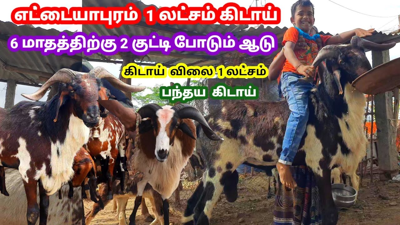 எட்டையாபுரம் 1 லட்சம் கிடாய் / 6 மாதத்திற்கு 2 குட்டி போடும் ஆடு/ஆட்டுக்கு ஏற்ற கிடாய் / பந்தய கிடா
