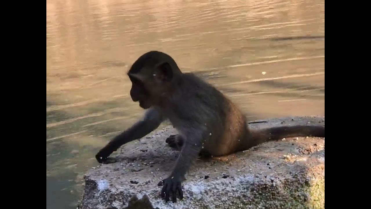 Monkey Daily Show