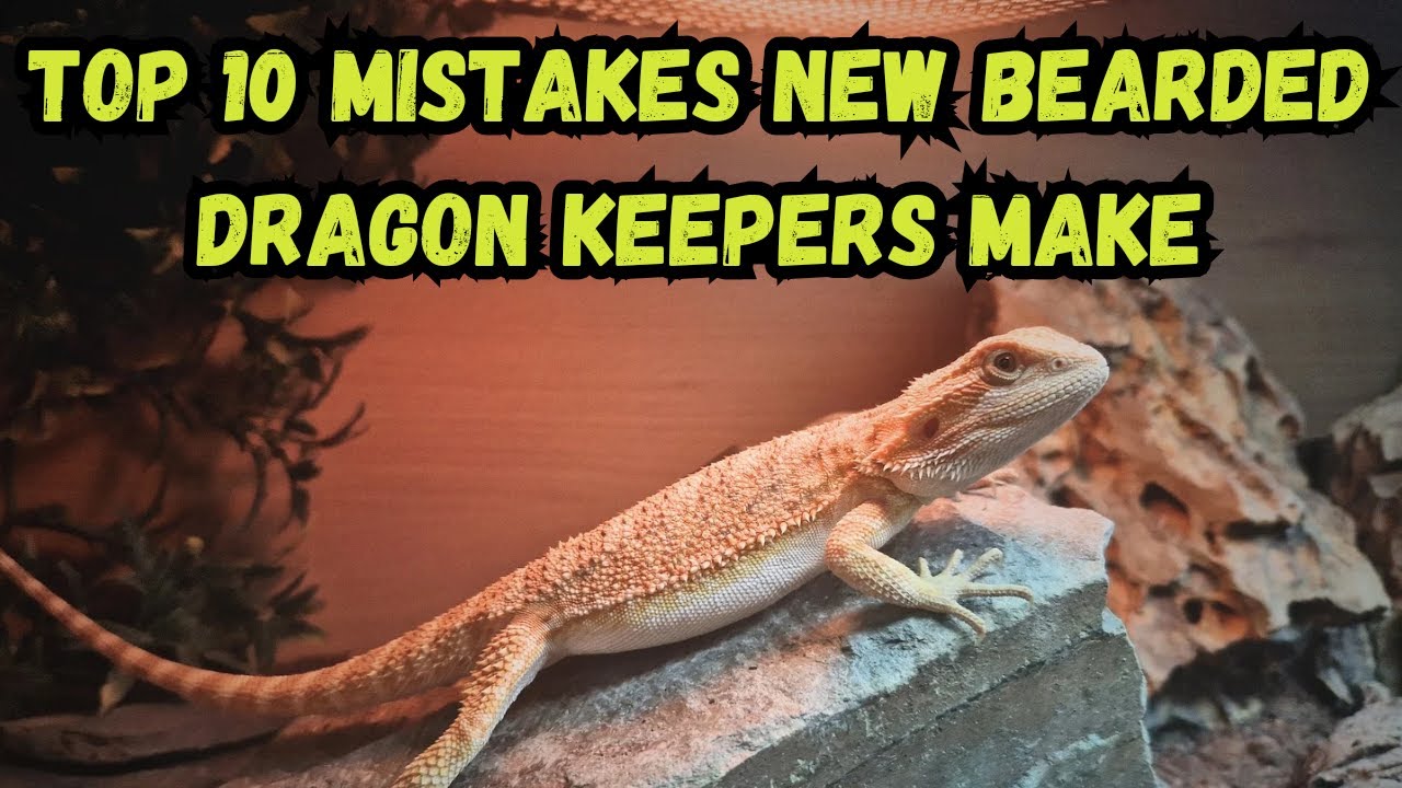 Top 10 Mistakes New Bearded Dragon Keepers Make