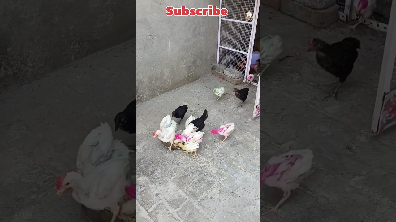 #morningfoodforbirds #hensfoodfortwomonth #budgiesdietmorning #youtubeshorts #shortsviral #shorts