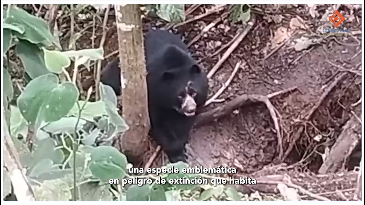 Avistamiento de Oso de Anteojos en El Carmen de Atrato - Chocó