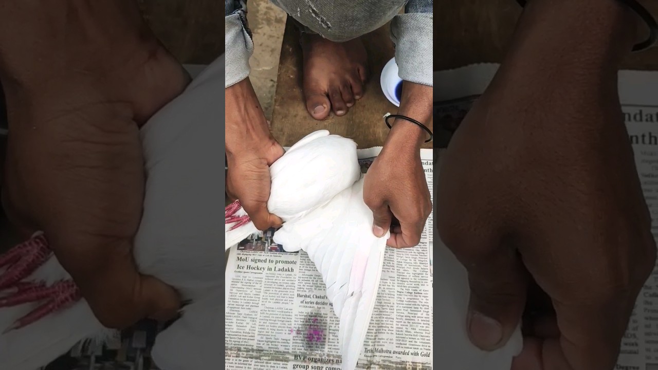 kabotar shorts video #pigeon #kabootar #ka #shorts #reels #youtubeshorts #video #virl  #virlvideo