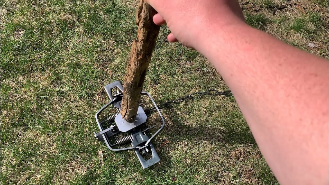 Steel Jaw Trap Test