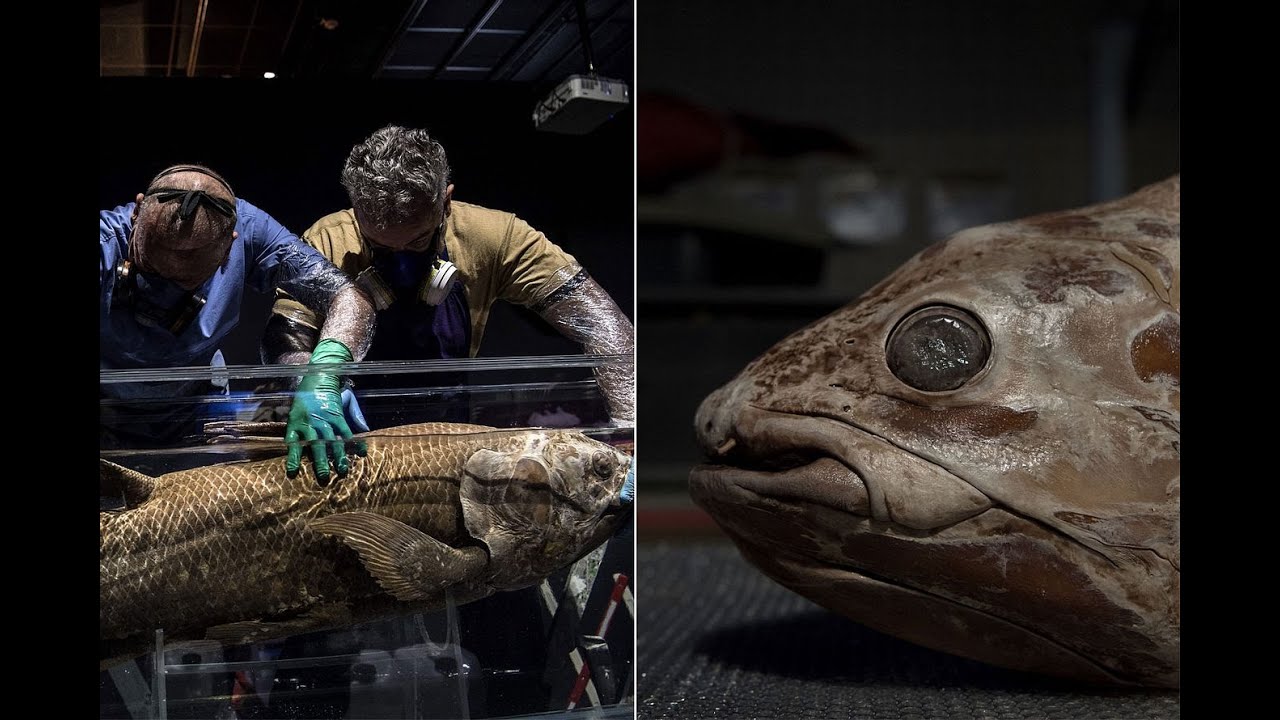 Evolution 2/3: Unsere geheimen Vorfahren - Das Reptil in uns I Dokumentation