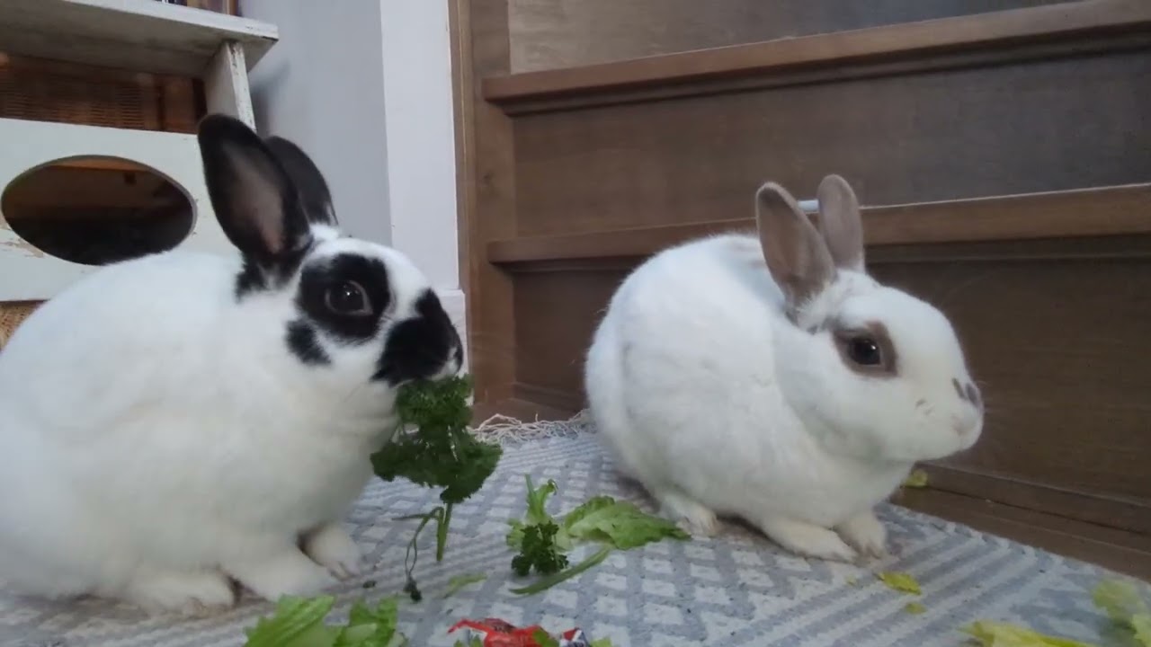 Beautiful cute bunnies eating vegetables 