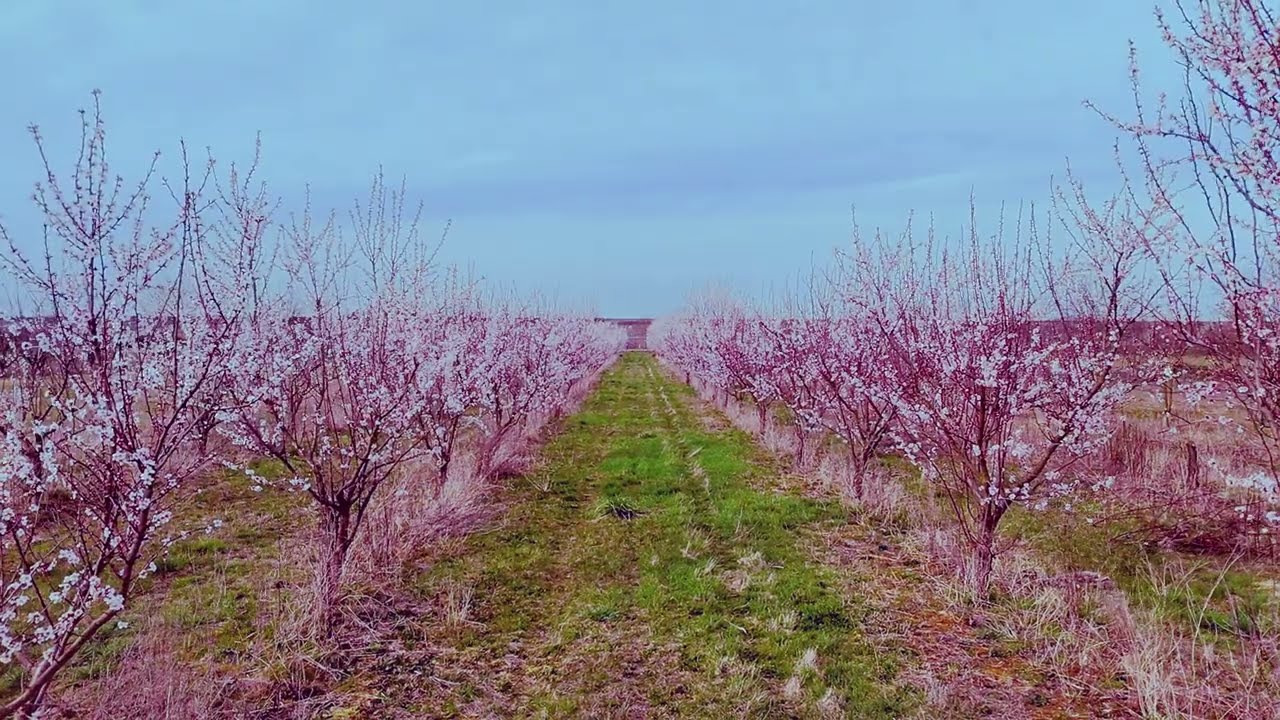 Träume fliegen über Blumen und beruhigen den Geist