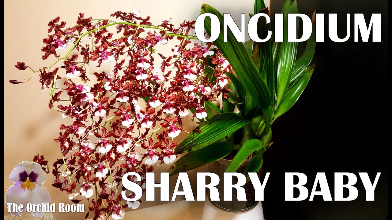 Oncidium Sharry Baby - Info, Care Tips +100's of Flowers! Fragrance Overload!