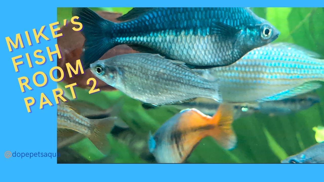 Part two of mikes fish room tour