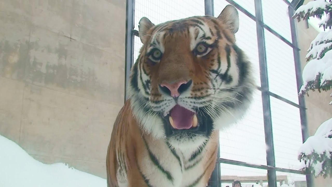 【アムールトラ】キリル、やっと公開 - 旭山動物園 （2015）Siberian tiger who came from hogle zoo 