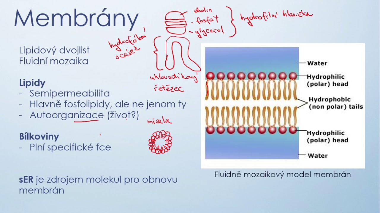 2  buněčná biologie membrány