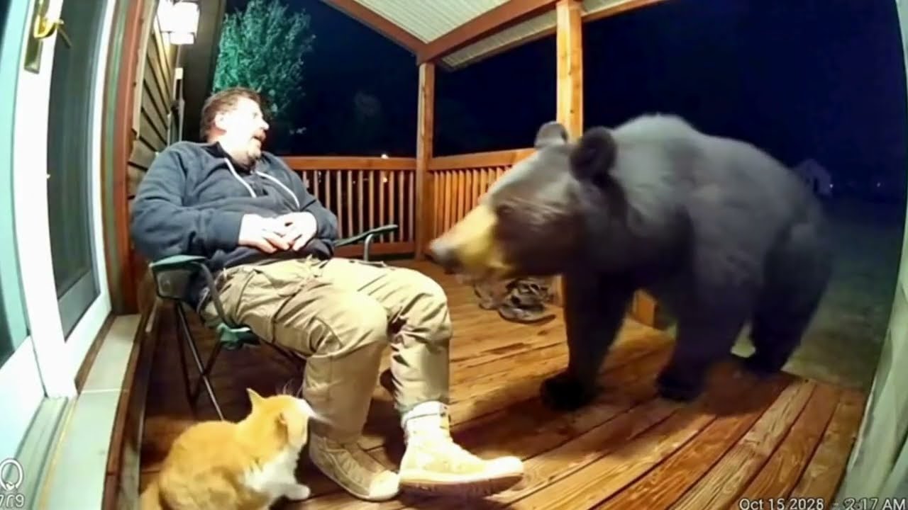 Security Cam Catches Cat vs Bear  Fight (Bear Attack Caught on Ring Cam)