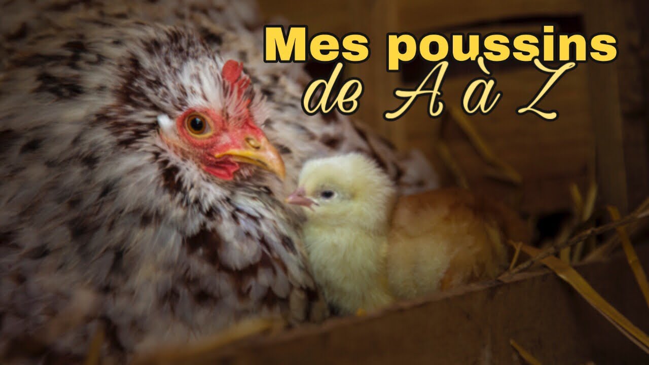 Ma poule a fait éclore des poussins sans coq ! Je vous explique + évolution des poussins