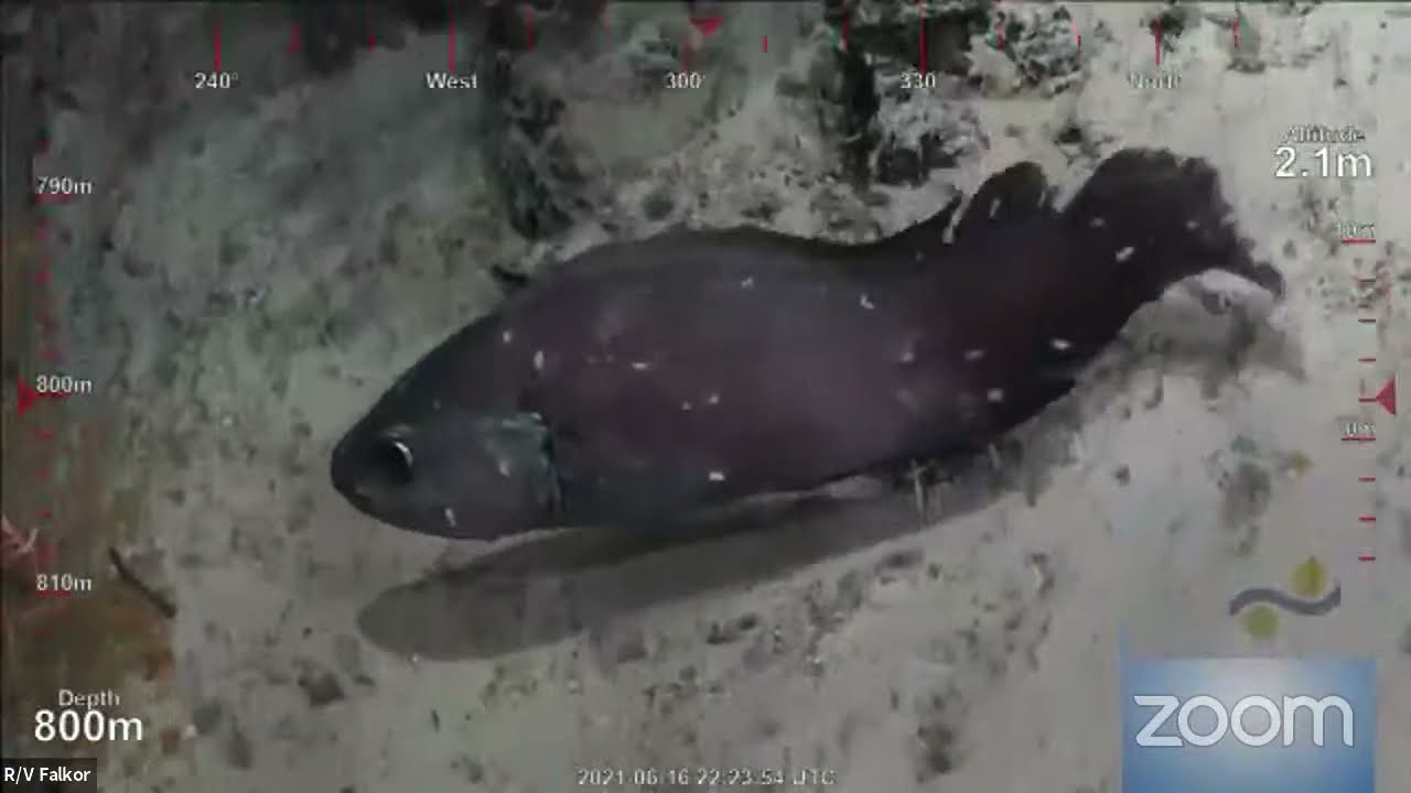 ROV Dive 423 - Howland Island Southeast Ridge - PRIMNM