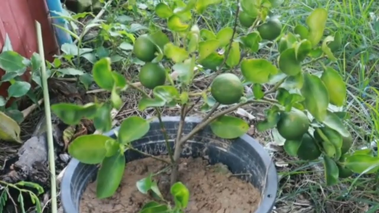 Techniques that are sure to work on lemons