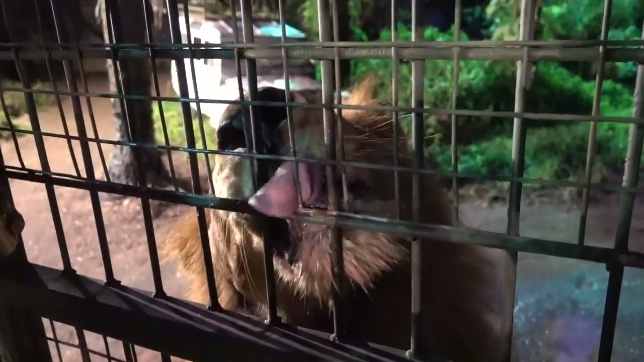 2025 Bali Safari Night Zoo