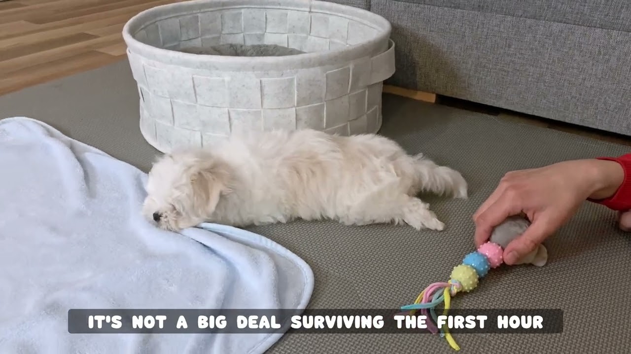 FIRST HOUR with our NEW PUPPY - This is how it went!