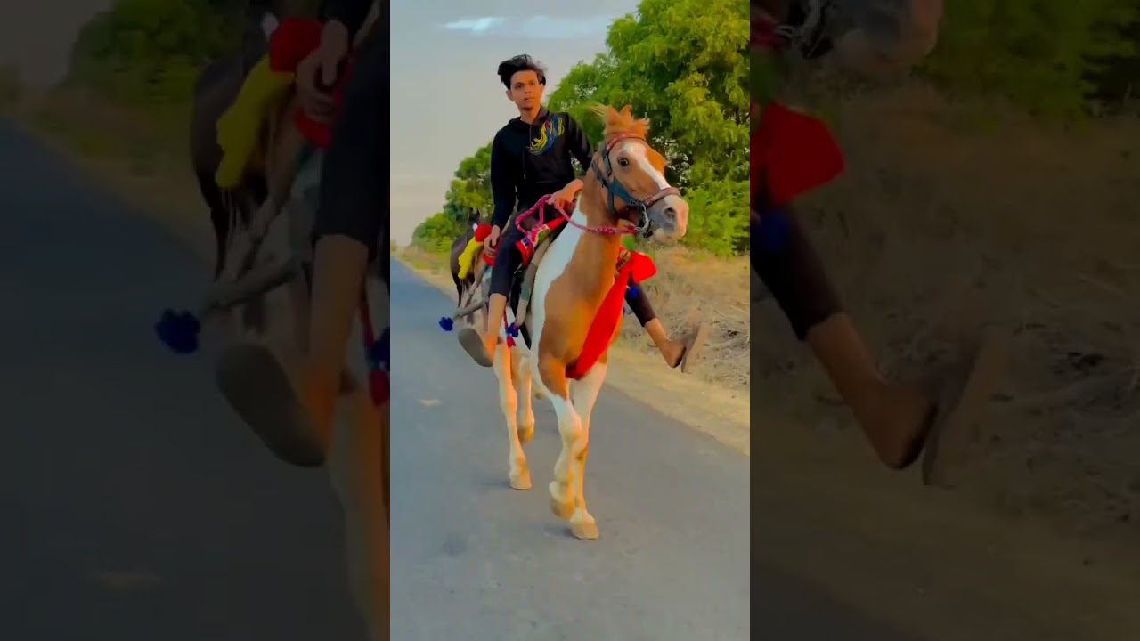 Kathiyawadi Horse 🏇#shorts #viral #kathiyawadihorse #horse #horselover #horseriding #trending #india