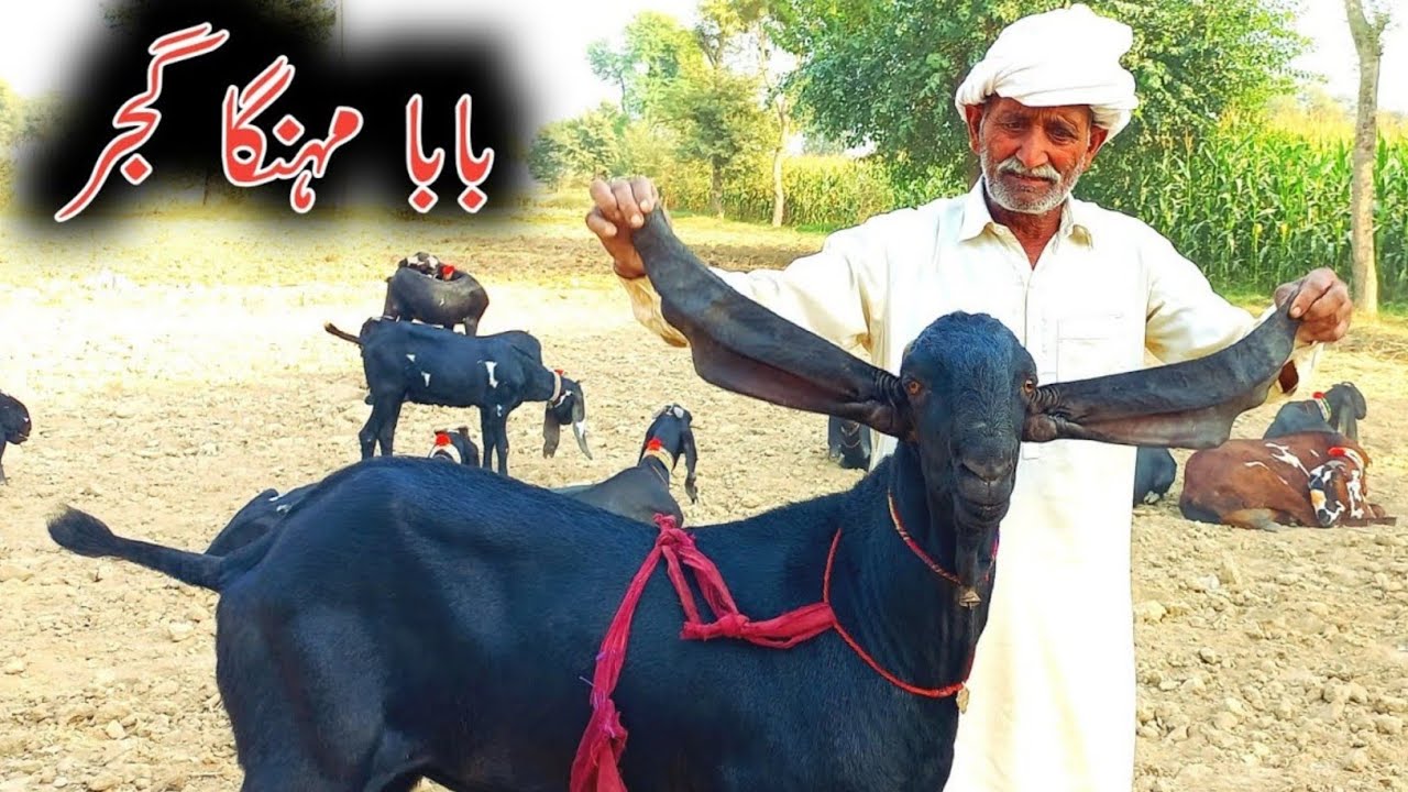 Baba Mehnga Gujjar King Of Goat Farming-Beetal Goats Farming Pakpattan-Pure Amritsari Beetal Goats 