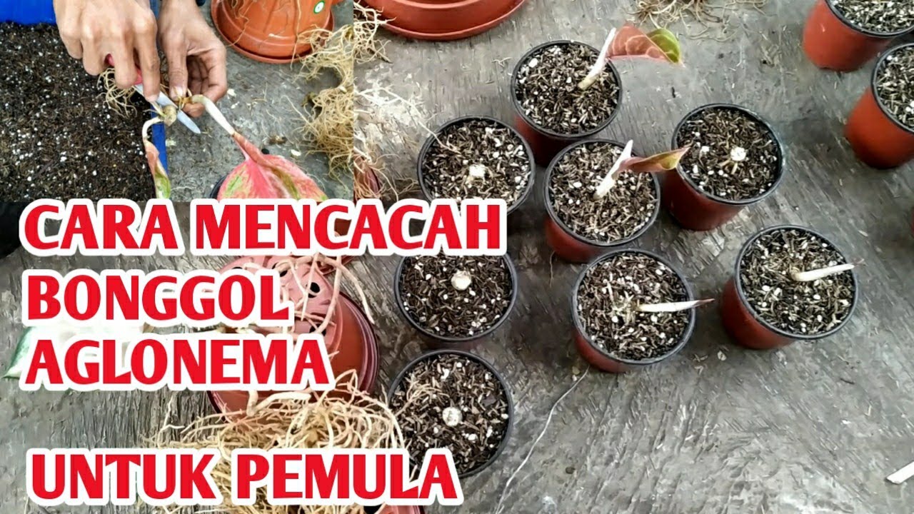 CARA MENCACAH BONGGOL AGLONEMA UNTUK PEMULA