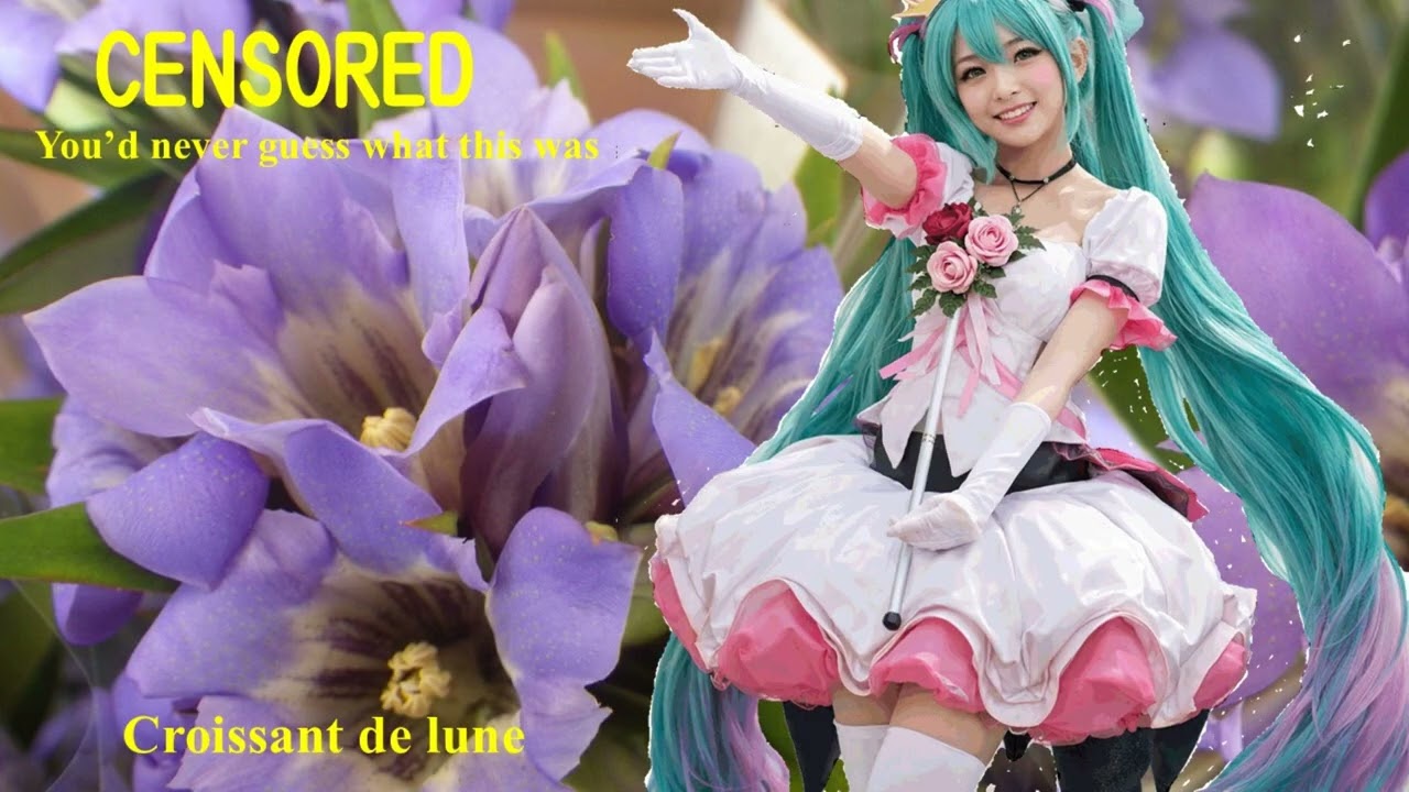 【Hatsune Miku】 Croissant de lune【Vocaloid 4】三日月; Ayaka  絢香