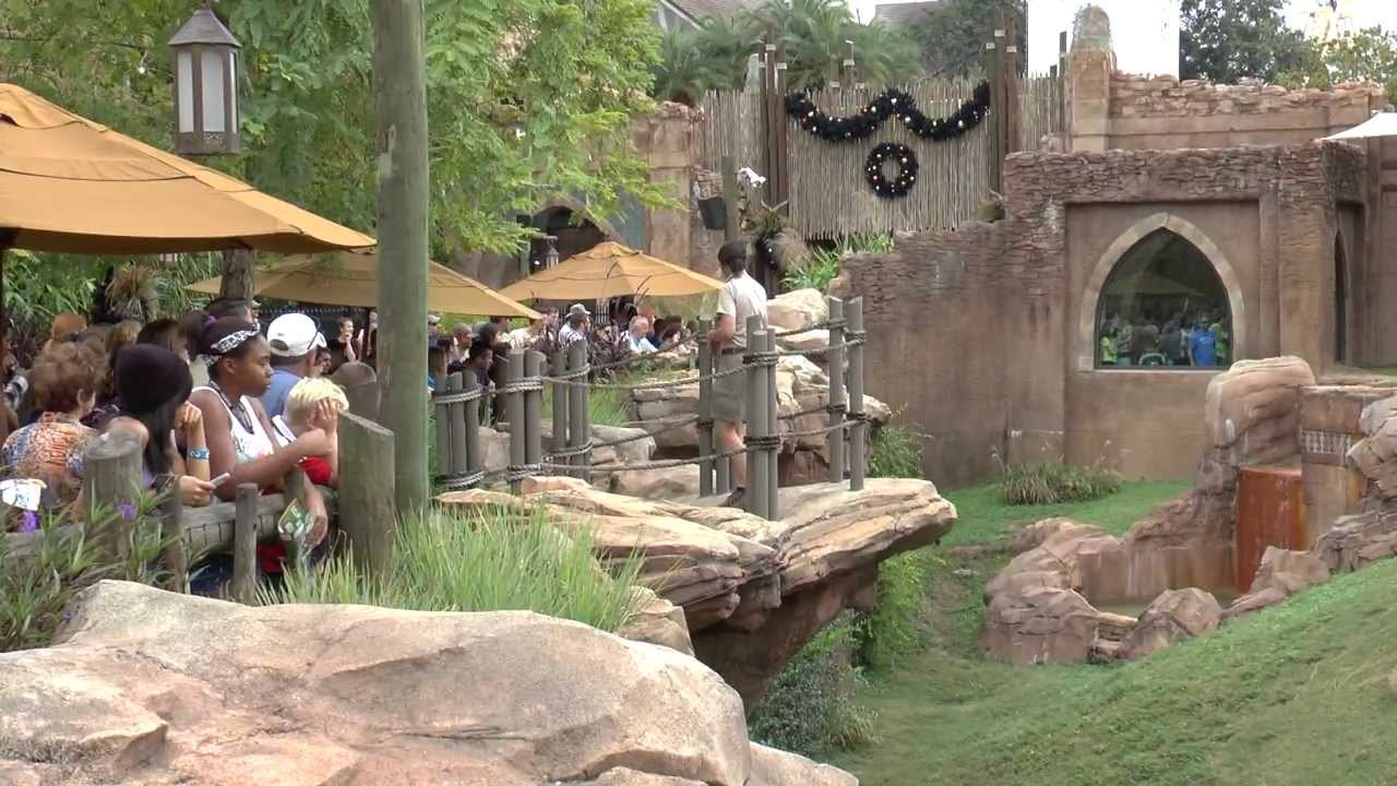 [HD1080] Cheetah Run Animal Encounter [Lure Run], Busch Gardens, Tampa, Florida 2013