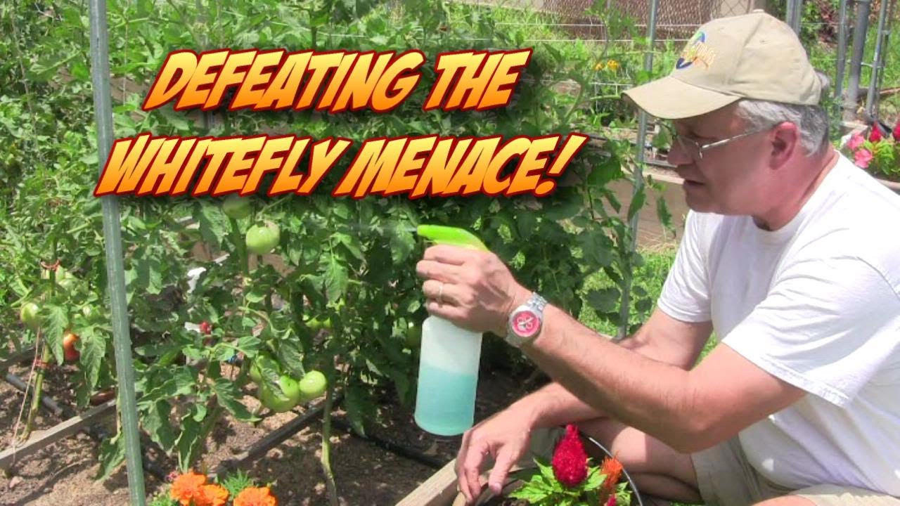 Defeating the Whitefly Garden Menace!
