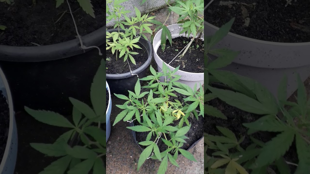 CANNABIS CULTIVO OUTDOOR !! PODAS E AMARRAS 🍁