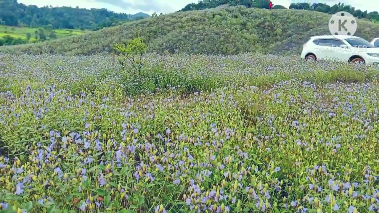 ရှမ်းပြည်မှာပဲ တွေ့ရလေ့ရှိတဲ့ပန်း# ဒါကတော့ ပင်လောင်းဒေသမှာ ပွင့်တာပါ🥰