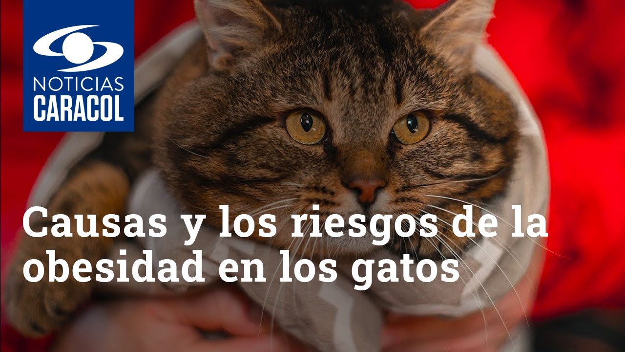 Conozca las causas y los riesgos de la obesidad en los gatos